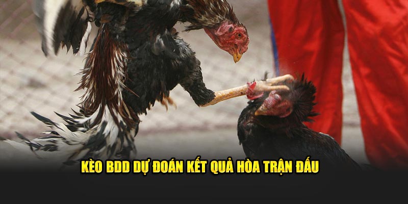 Kèo BDD dự đoán kết quả hòa trận đấu chiến kê