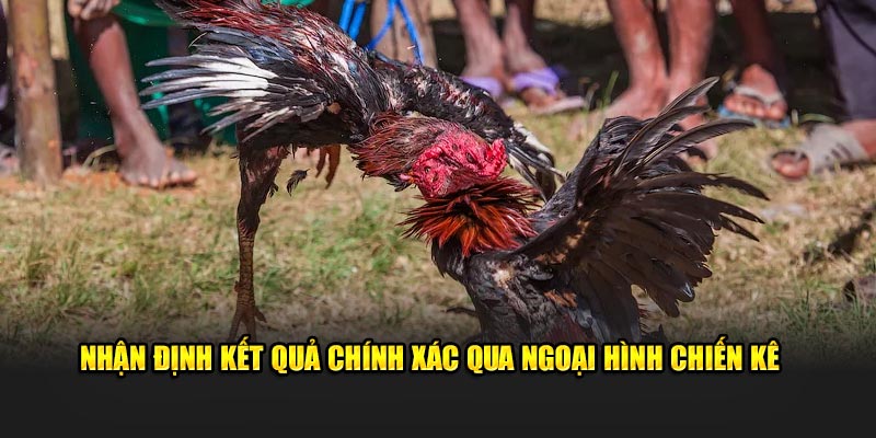 Nhận định kết quả chính xác qua ngoại hình chiến kê