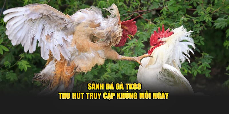 Sảnh đá gà TK88 thu hút truy cập khủng mỗi ngày